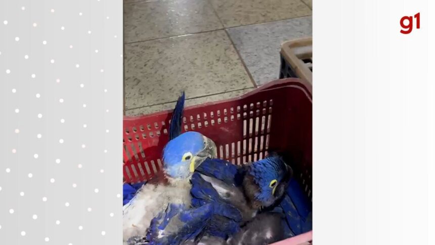 operacao-resgata-passaros-silvestres-mantidos-em-cativeiro-e-aplica-multa-de-r$-9-mil