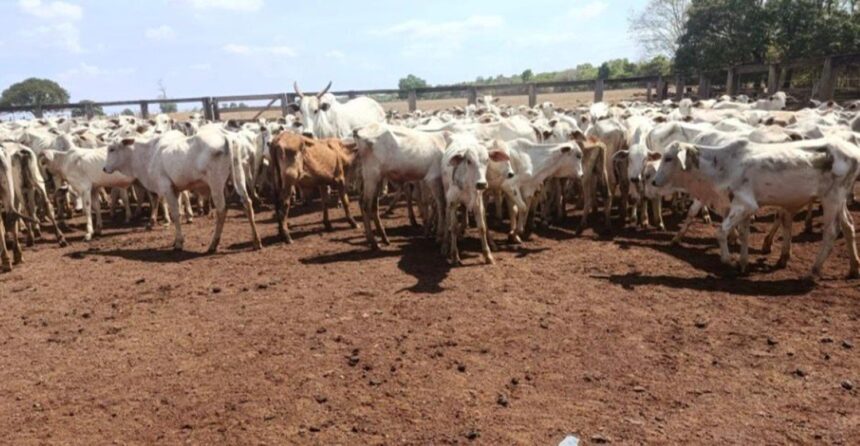 mais-de-100-cabecas-de-gado-furtadas-em-goias-sao-localizadas-no-interior-do-tocantins;-parte-do-rebanho-morreu
