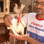 pequenas,-doceis-e-delicadas:-galinhas-ornamentais-viram-paixao-de-casal-no-tocantins