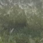 ‘parece-ate-uma-praga’:-produtor-encontra-pasto-completamente-coberto-com-teias-de-aranha;-veja-video