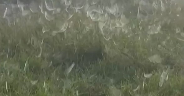 ‘parece-ate-uma-praga’:-produtor-encontra-pasto-completamente-coberto-com-teias-de-aranha;-veja-video