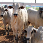 vaqueiro-e-outras-tres-pessoas-sao-suspeitos-de-furto-e-venda-de-400-cabecas-de-gado
