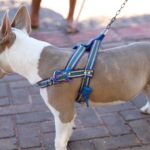 saiba-quais-orgaos-acionar-em-casos-de-maus-tratos-e-fuga-de-animais-domesticos