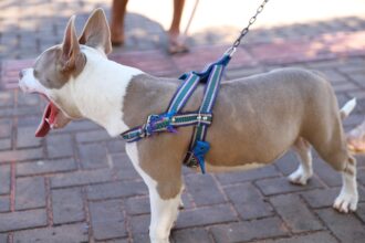 saiba-quais-orgaos-acionar-em-casos-de-maus-tratos-e-fuga-de-animais-domesticos