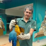 arara-com-asa-ferida-e-resgatada-apos-se-abrigar-em-casa-na-regiao-sul-de-palmas-e-ficar-quatro-dias-sem-comer