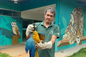 arara-com-asa-ferida-e-resgatada-apos-se-abrigar-em-casa-na-regiao-sul-de-palmas-e-ficar-quatro-dias-sem-comer