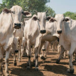 com-89,5%-dos-animais-declarados,-governo-do-tocantins-divulga-resultado-da-campanha-pecuaria-na-ilha-do-bananal
