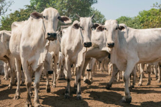 com-89,5%-dos-animais-declarados,-governo-do-tocantins-divulga-resultado-da-campanha-pecuaria-na-ilha-do-bananal