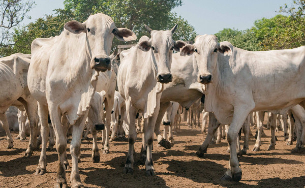 com-89,5%-dos-animais-declarados,-governo-do-tocantins-divulga-resultado-da-campanha-pecuaria-na-ilha-do-bananal
