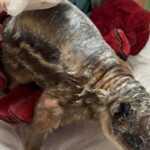 naturatins-e-unicatolica-realizam-aplicacao-de-pele-de-tilapia-em-paca-com-queimaduras