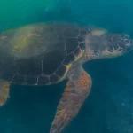 turista-toca-em-tartaruga-em-noronha,-posta-video-e-e-multada-em-r$-10-mil