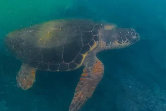turista-toca-em-tartaruga-em-noronha,-posta-video-e-e-multada-em-r$-10-mil