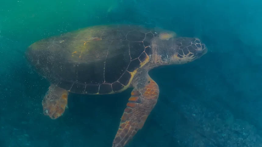 turista-toca-em-tartaruga-em-noronha,-posta-video-e-e-multada-em-r$-10-mil