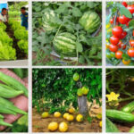 em-palmas,-governo-do-tocantins-promove-workshop-hortifruto-para-fortalecer-a-producao-de-frutas-e-hortalicas