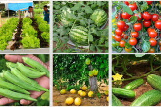 em-palmas,-governo-do-tocantins-promove-workshop-hortifruto-para-fortalecer-a-producao-de-frutas-e-hortalicas
