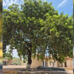 moradores-protestam-e-impedem-padre-de-derrubar-pe-de-pequi-em-cidade-do-tocantins