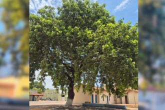 moradores-protestam-e-impedem-padre-de-derrubar-pe-de-pequi-em-cidade-do-tocantins
