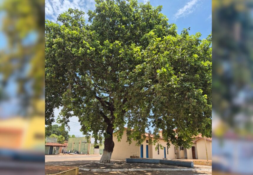 moradores-protestam-e-impedem-padre-de-derrubar-pe-de-pequi-em-cidade-do-tocantins