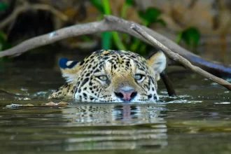ambientalistas-e-cientistas-pedem-medidas-urgentes-para-salvar-o-pantanal