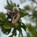 temporada-das-mucuras:-conheca-animal-que-aparece-em-areas-urbanas-durante-periodo-chuvoso-no-tocantins