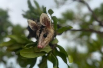 temporada-das-mucuras:-conheca-animal-que-aparece-em-areas-urbanas-durante-periodo-chuvoso-no-tocantins