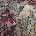 crianca-sobrevive-por-dias-ao-lado-dos-pais-mortos-em-acidente-em-rodovia-de-pernambuco