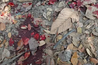 crianca-sobrevive-por-dias-ao-lado-dos-pais-mortos-em-acidente-em-rodovia-de-pernambuco