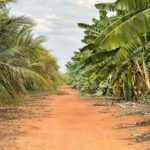 governo-do-tocantins-fortalece-a-posicao-do-estado-como-referencia-nacional-em-agricultura-irrigada