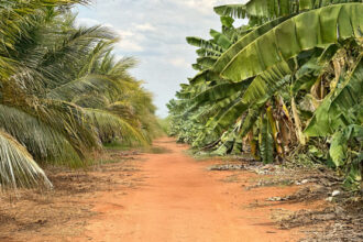 governo-do-tocantins-fortalece-a-posicao-do-estado-como-referencia-nacional-em-agricultura-irrigada
