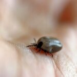 parque-no-interior-de-sp-e-interditado-apos-mortes-por-febre-maculosa