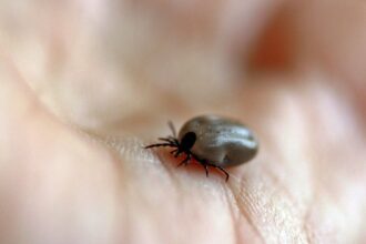 parque-no-interior-de-sp-e-interditado-apos-mortes-por-febre-maculosa