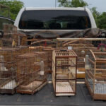 naturatins-realiza-operacao-passaro-livre-e-combate-criacao-ilegal-de-aves-na-regiao-do-bico-do-papagaio