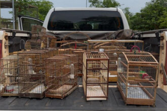 naturatins-realiza-operacao-passaro-livre-e-combate-criacao-ilegal-de-aves-na-regiao-do-bico-do-papagaio