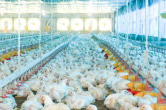 adapec-reforca-orientacoes-a-produtores-apos-prorrogacao-do-estado-de-emergencia-zoossanitaria-para-gripe-aviaria-por-mais-180-dias