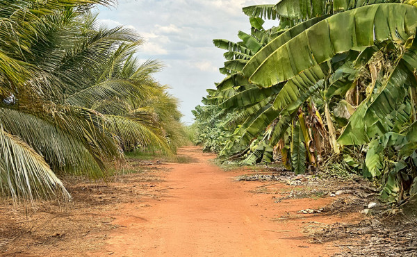 governo-do-tocantins-consolida-o-estado-como-referencia-nacional-em-agricultura-irrigada