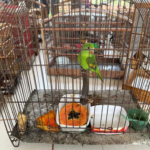 operacao-resgata-133-passaros-mantidos-em-cativeiros-ilegais-e-aplica-r$-18-mil-em-multas