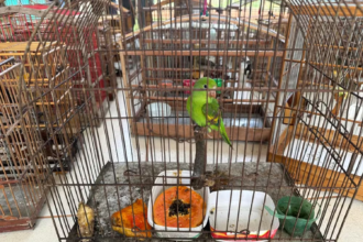 operacao-resgata-133-passaros-mantidos-em-cativeiros-ilegais-e-aplica-r$-18-mil-em-multas