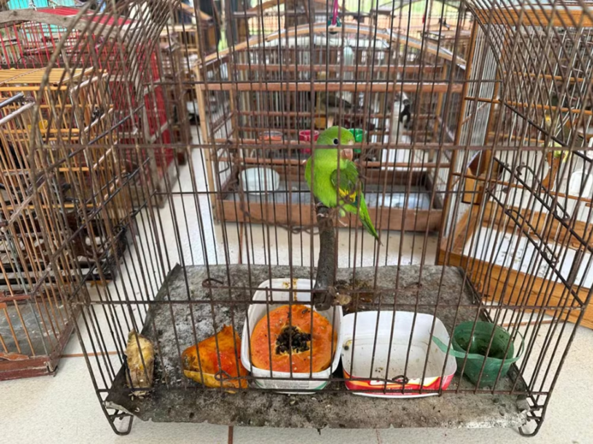 operacao-resgata-133-passaros-mantidos-em-cativeiros-ilegais-e-aplica-r$-18-mil-em-multas