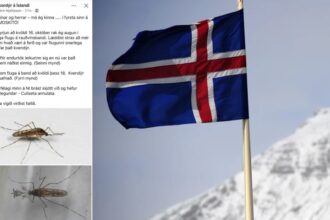 mosquitos-sao-vistos-pela-primeira-vez-na-islandia:-‘a-fortaleza-caiu’
