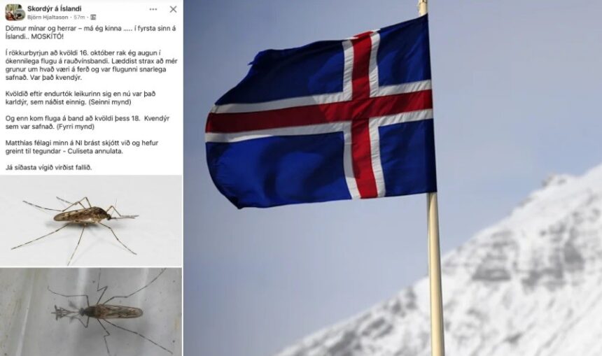 mosquitos-sao-vistos-pela-primeira-vez-na-islandia:-‘a-fortaleza-caiu’