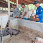 adapec-realiza-vigilancia-ativa-em-suinoculturas-nos-municipios-de-axixa-e-araguatins