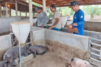 adapec-realiza-vigilancia-ativa-em-suinoculturas-nos-municipios-de-axixa-e-araguatins