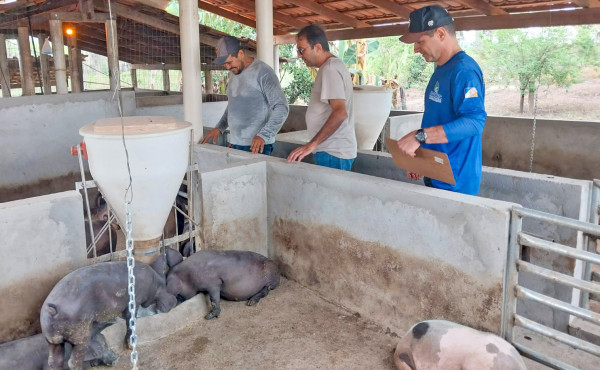 adapec-realiza-vigilancia-ativa-em-suinoculturas-nos-municipios-de-axixa-e-araguatins