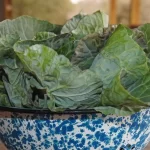 idosos-intoxicados-com-‘falsa-couve’-em-mg-recebem-alta-apos-13-dias