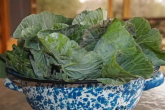 idosos-intoxicados-com-‘falsa-couve’-em-mg-recebem-alta-apos-13-dias