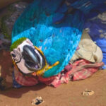 pmto-resgata-filhotes-de-arara-caninde-e-papagaio-verdadeiro-em-rodovia-de-colinas-do-tocantins