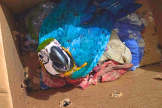 pmto-resgata-filhotes-de-arara-caninde-e-papagaio-verdadeiro-em-rodovia-de-colinas-do-tocantins