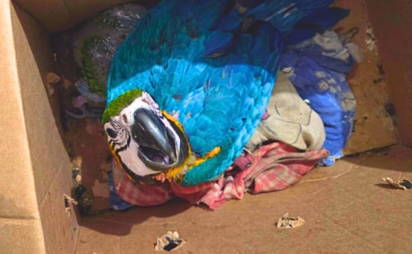 pmto-resgata-filhotes-de-arara-caninde-e-papagaio-verdadeiro-em-rodovia-de-colinas-do-tocantins
