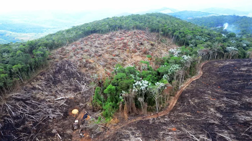 fazendas-ilegais-de-gado-devastam-areas-protegidas-na-amazonia