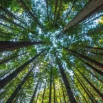 producao-florestal-do-pais-cresce-16,7%-e-chega-a-r$-44,3-bi-em-2024